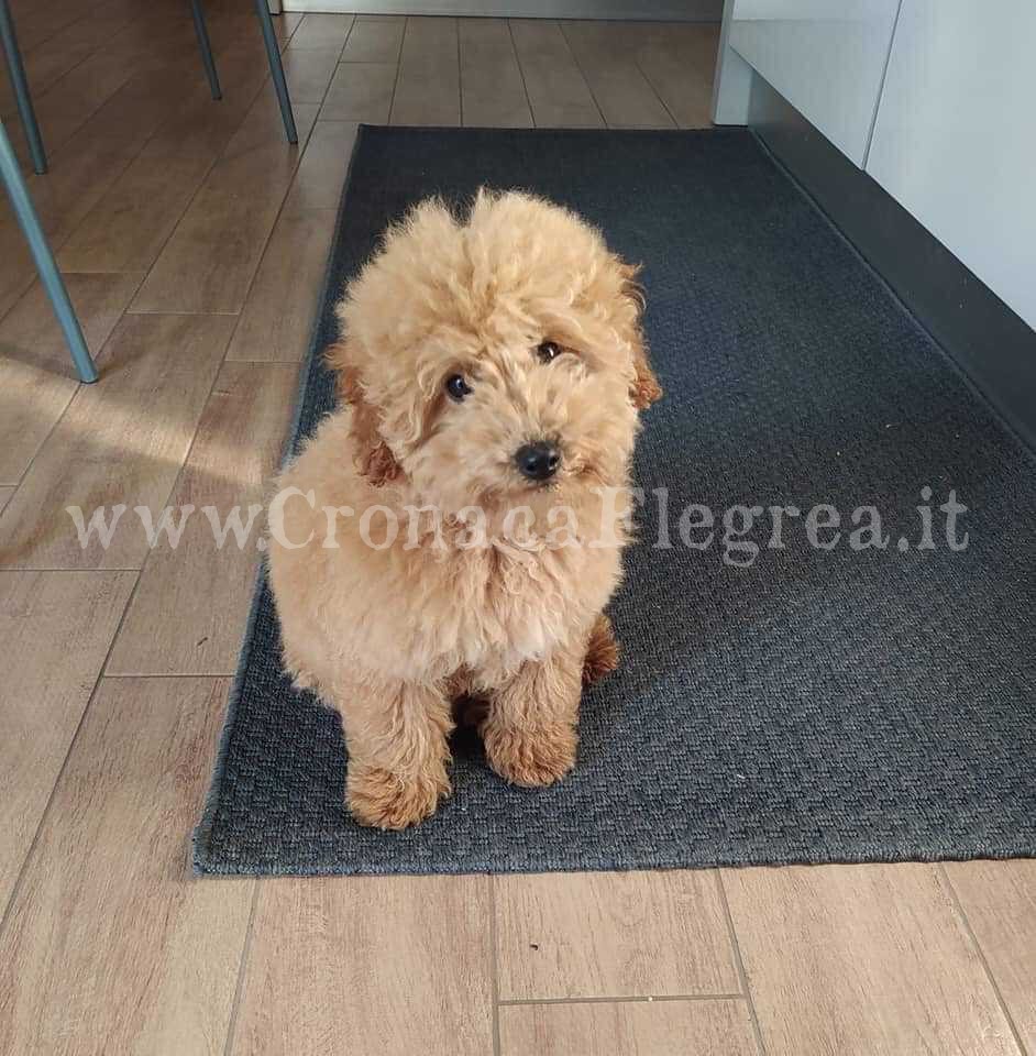 Cagnolino rapito da casa, il video choc