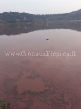 «Le acque del lago d’Averno hanno un colorito violaceo»
