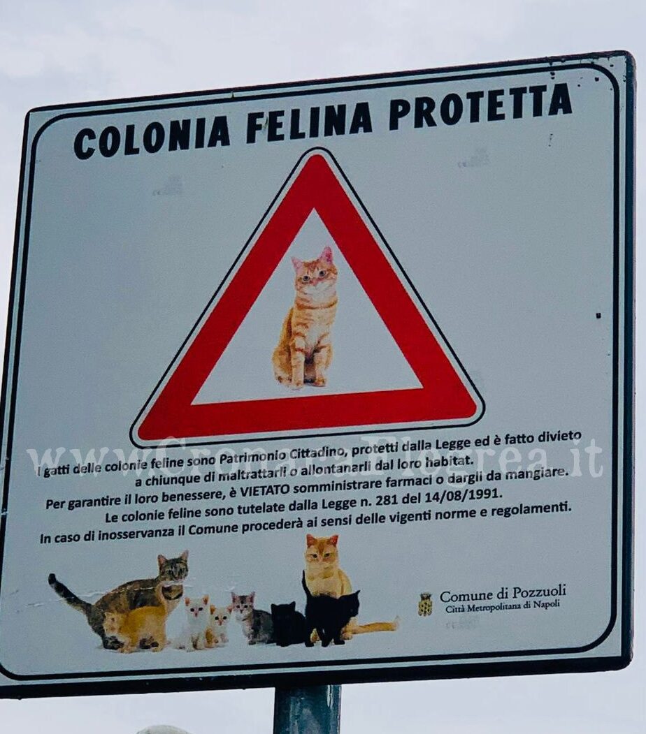 Pozzuoli città a “misura di gatto”: installati i cartelli a tutela delle colonie feline