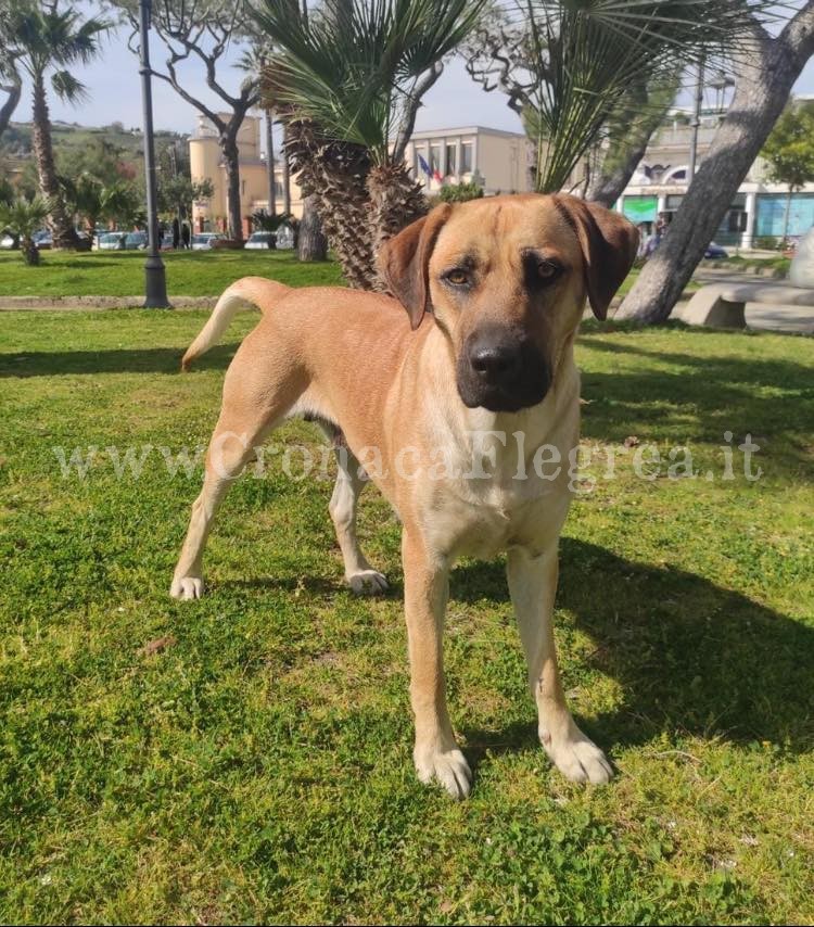 Mamy è il primo cane di quartiere di Bacoli: vive in villa comunale