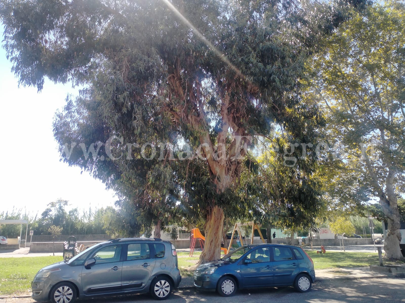 I LETTORI SEGNALANO/ «Il Comune di Pozzuoli non ha soldi per mettere in sicurezza questo albero»