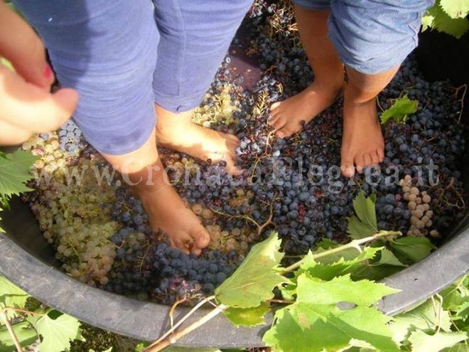 Alla fattoria di Licola va in scena “La vendemmia dei bambini”