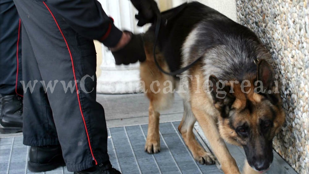 Hashish nella cappa della cucina: arrestata una 25enne