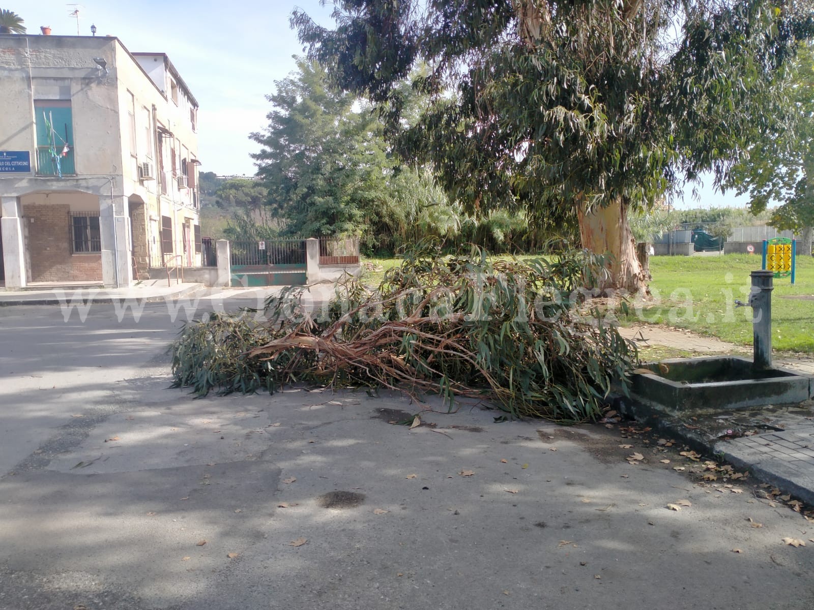 Cede l’albero ignorato dal Comune di Pozzuoli: tragedia sfiorata a Licola Borgo