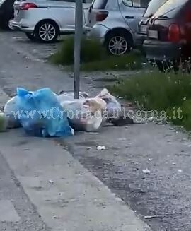 Spazzatura e topi in strada «C’è un’emergenza rifiuti a Quarto ma il sindaco tace»