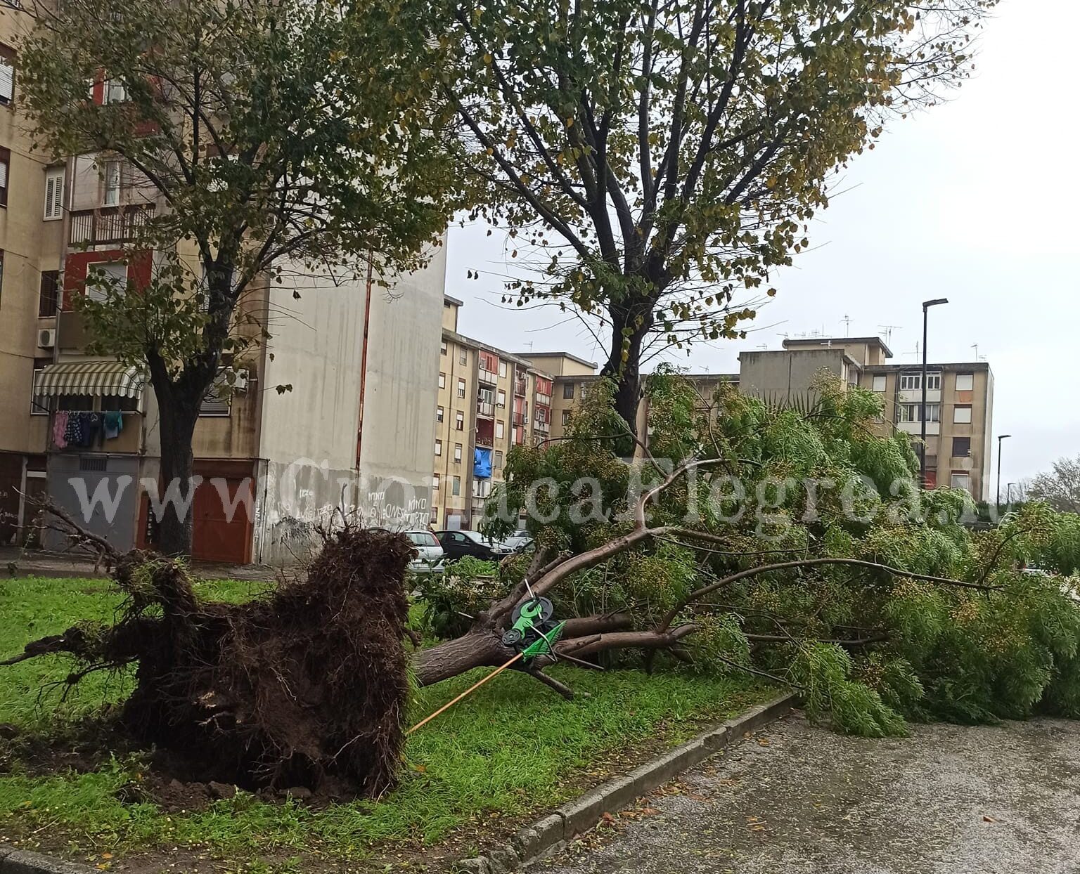POZZUOLI/ Maltempo, albero caduto al Rione Toiano – LE FOTO