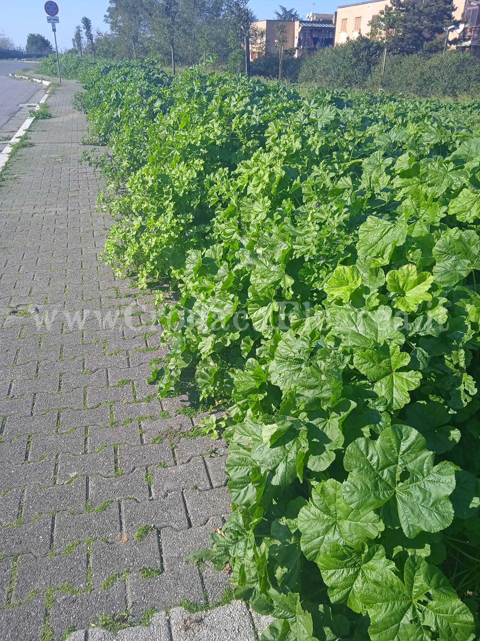 POZZUOLI/ «Scempio lungo la strada del mercatino: Manzoni fai qualcosa!»