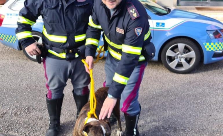 Rischia di essere travolto sull’autostrada, pitbull salvato dalla polizia stradale