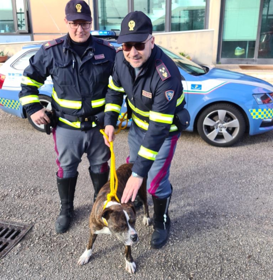 Rischia di essere travolto sull’autostrada, pitbull salvato dalla polizia stradale