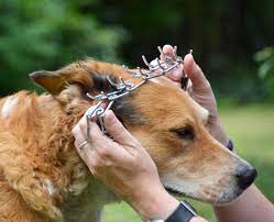 Cinque cani legati a una catena in una carrozzeria, denunciato il titolare