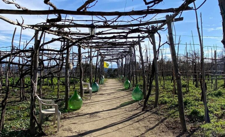 Pozzuoli punta a diventare “Città del Vino”: l’assessore Zazzaro chiama a raccolta gli operatori del settore