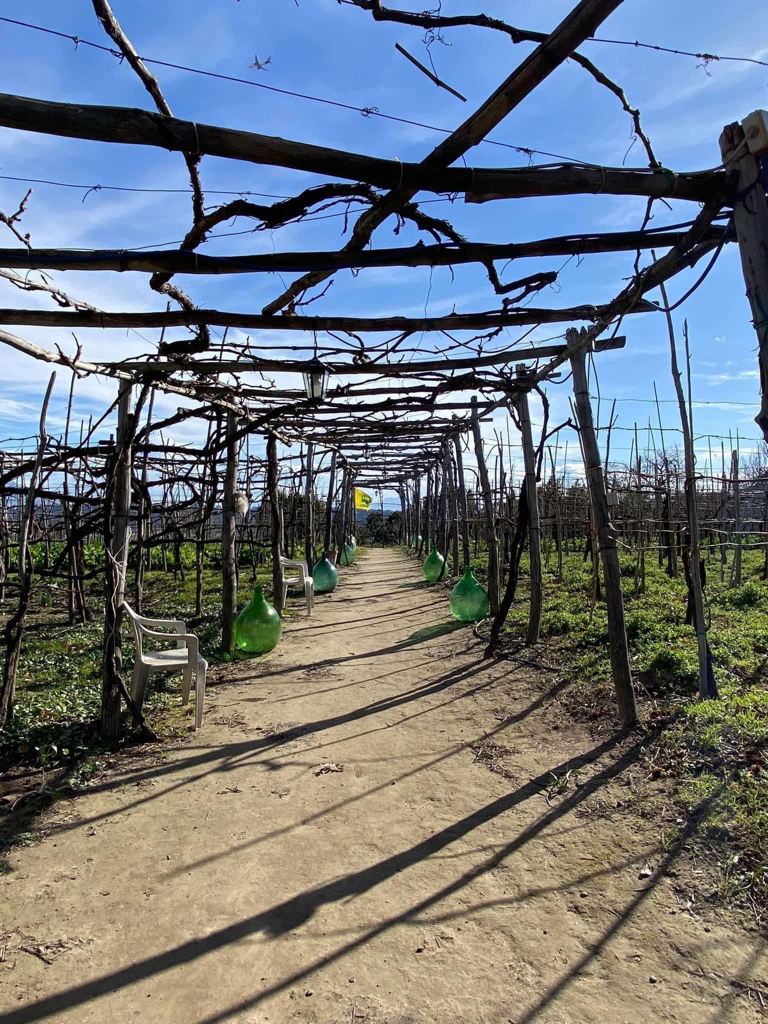 Pozzuoli punta a diventare “Città del Vino”: l’assessore Zazzaro chiama a raccolta gli operatori del settore