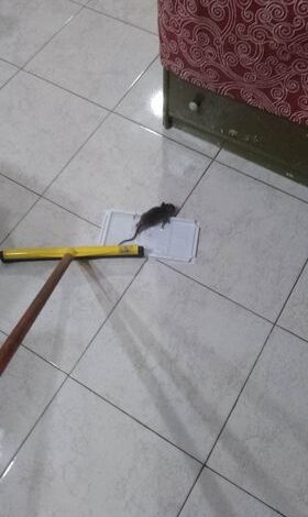 Sos da Monterusciello: «Abbiamo le case invase dai topi, chiediamo aiuto»