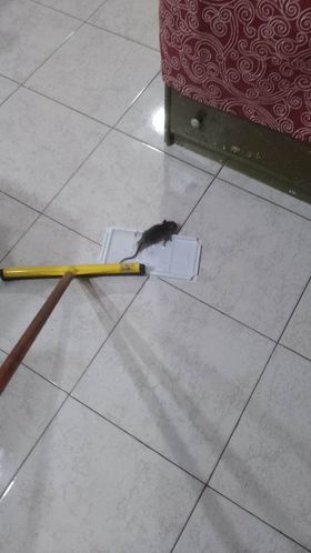 Sos da Monterusciello: «Abbiamo le case invase dai topi, chiediamo aiuto»