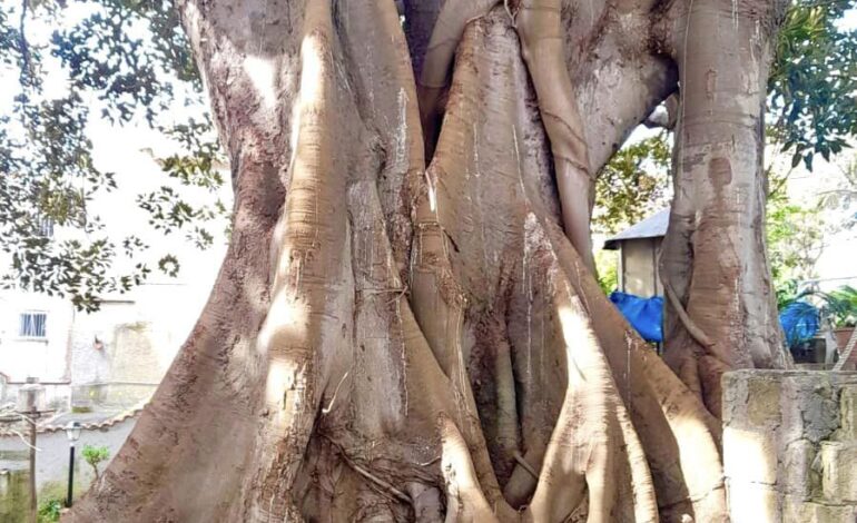 BACOLI/ Il Ficus di via Risorgimento conquista il titolo di ‘Albero Monumentale’