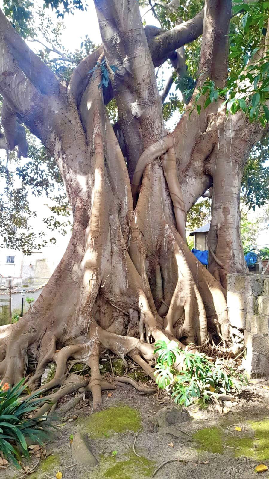 BACOLI/ Il Ficus di via Risorgimento conquista il titolo di ‘Albero Monumentale’