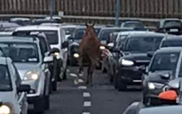 Cavallo scappa dalla stalla e va in Tangenziale: bloccato nel traffico dalla Polizia – LE FOTO