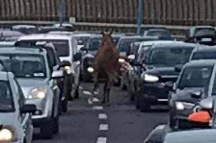 Cavallo scappa dalla stalla e va in Tangenziale: bloccato nel traffico dalla Polizia – LE FOTO