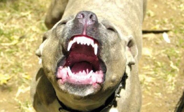 POZZUOLI/ Pitbull aggredisce un cagnolino e il suo proprietario: panico davanti a una scuola