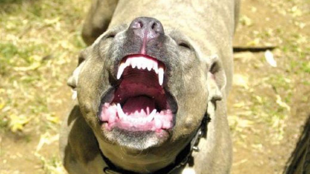POZZUOLI/ Pitbull aggredisce un cagnolino e il suo proprietario: panico davanti a una scuola