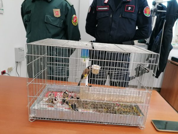 Box lager per 8 cardellini liberati da guardie zoofile e carabinieri forestali di Pozzuoli