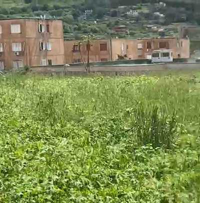 I LETTORI SEGNALANO/ «A Monterusciello ormai abbiamo una foresta» – IL VIDEO