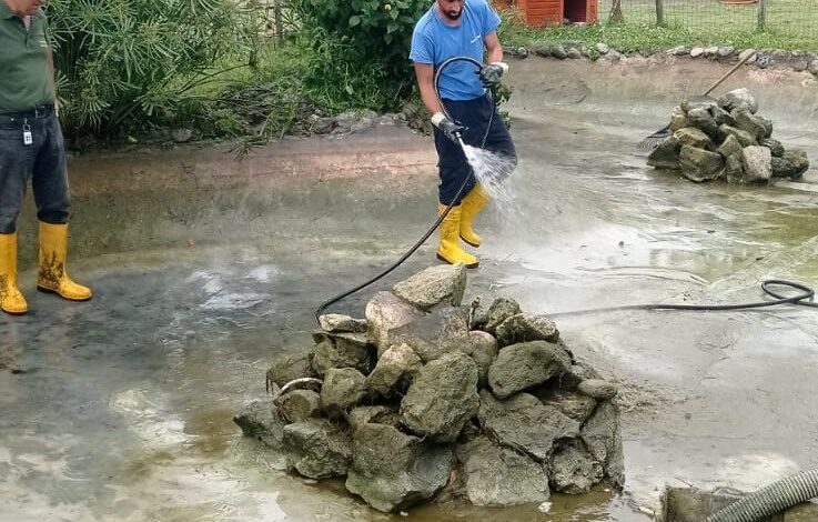 POZZUOLI/ L’amministrazione Manzoni bonifica il laghetto di Villa Avellino. Il sindaco: «Pesciolini tornati in libertà»