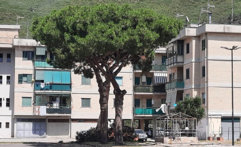 Paura al Rione Toiano, si spezza grosso ramo nei pressi del comune di Pozzuoli – LE FOTO
