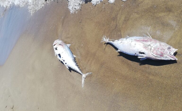 POZZUOLI/ Strage di pesci nelle acque di Licola Mare «Ne sono decine e l’aria è infestata» – LE FOTO