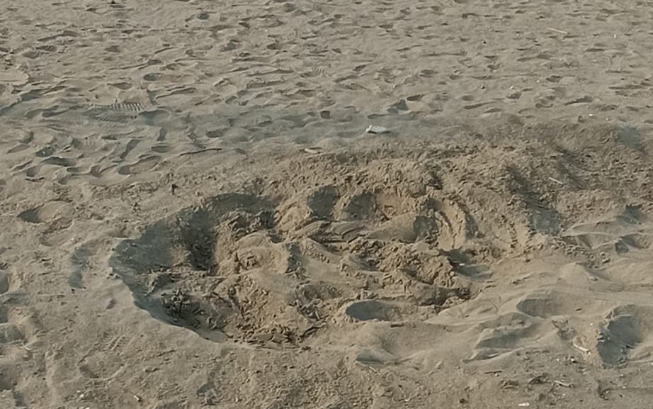 Le Caretta Caretta tornano a Pozzuoli, scoperto un nido a Licola Mare