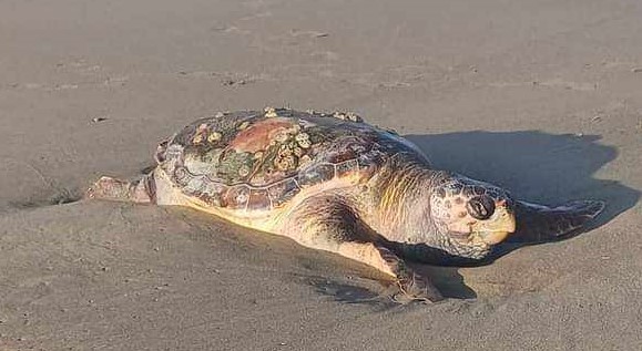 Tartaruga trovata morta sulla spiaggia di Licola – LA FOTO
