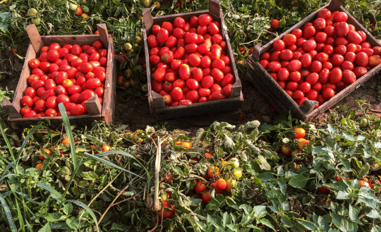 POZZUOLI/ Ladri di pomodori in via Trepiccioni: rubati cento chili da un terreno