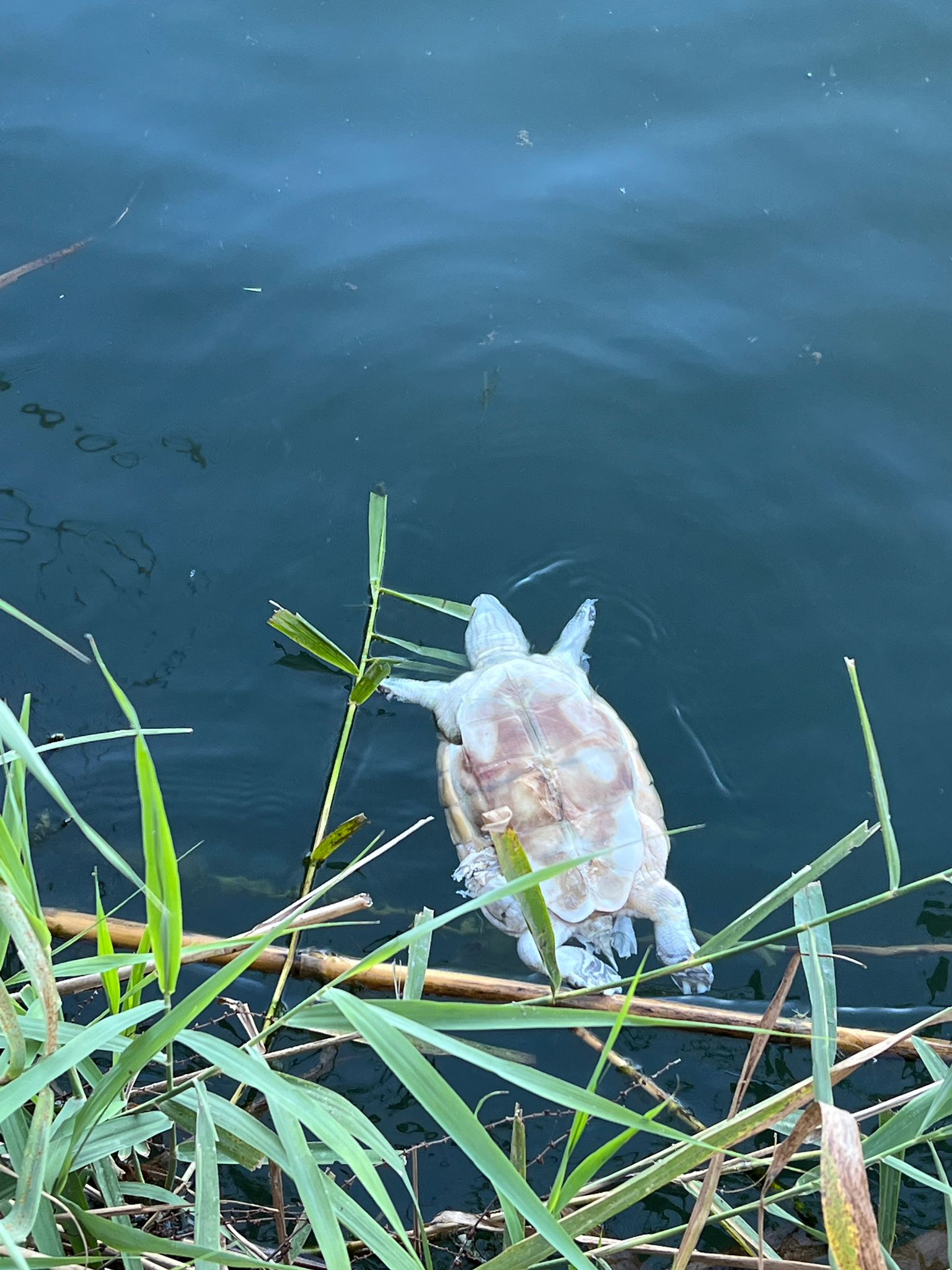 POZZUOLI/ Tartaruga “Caretta Caretta” trovata morta nel lago d’Averno