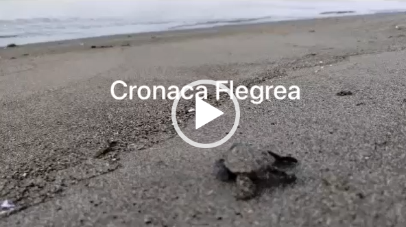 Lo spettacolo delle Caretta Caretta a Pozzuoli: tartaruga deposita uova in spiaggia e torna in mare – FOTO E VIDEO