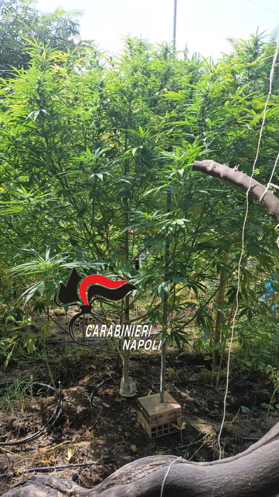 POZZUOLI/ Tre piante di marijuana nell’orto di casa, arrestato un 49enne di Monterusciello