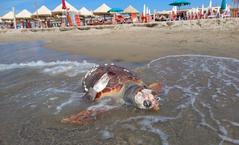 Trovata tartaruga morta in riva al mare – LA FOTO