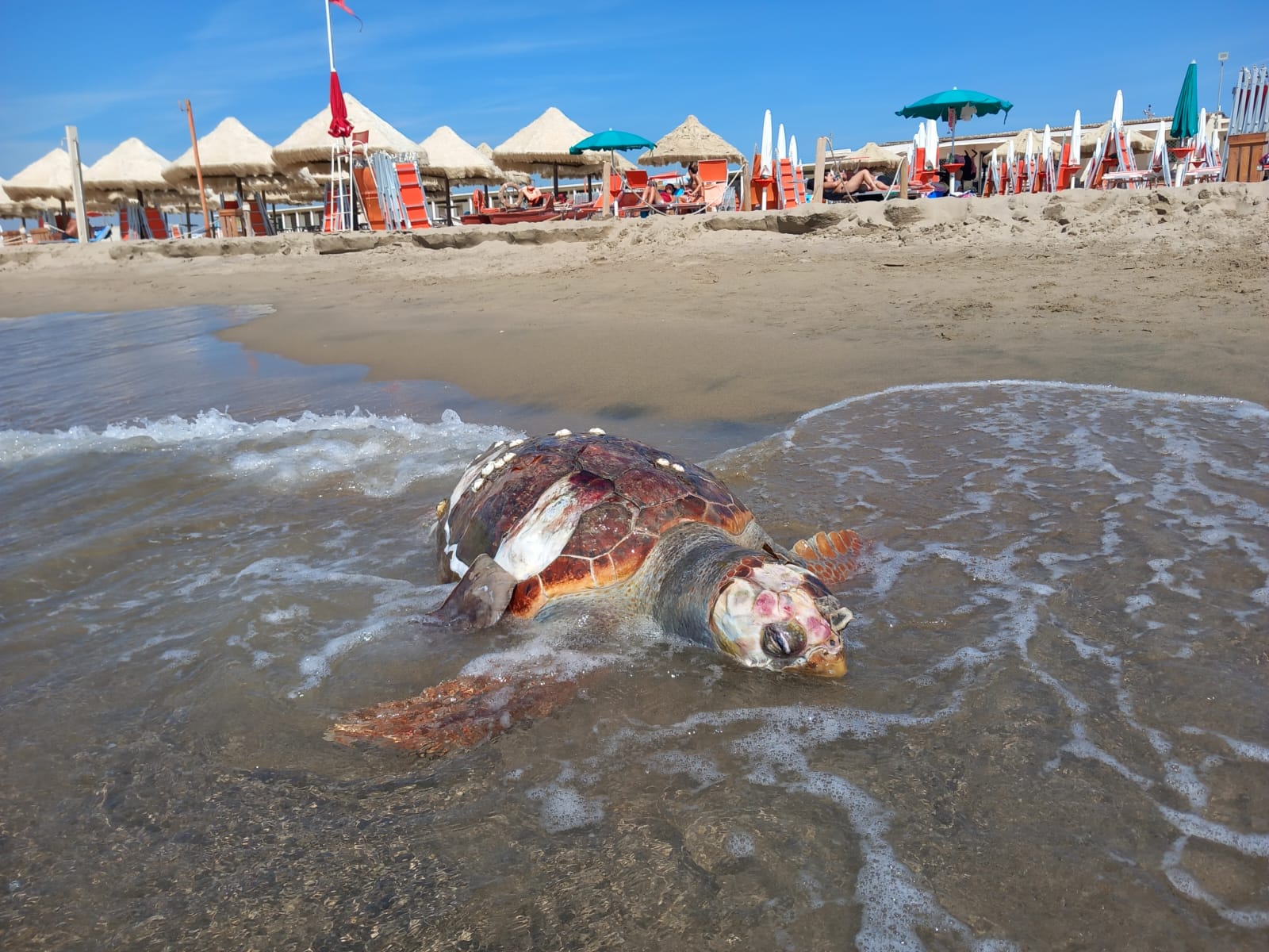 Trovata tartaruga morta in riva al mare – LA FOTO