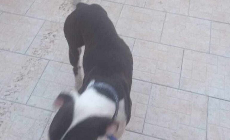 LICOLA/ Donna aggredita da un pitbull randagio per difendere il suo cagnolino