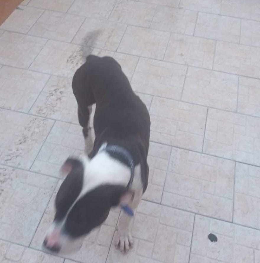 LICOLA/ Donna aggredita da un pitbull randagio per difendere il suo cagnolino