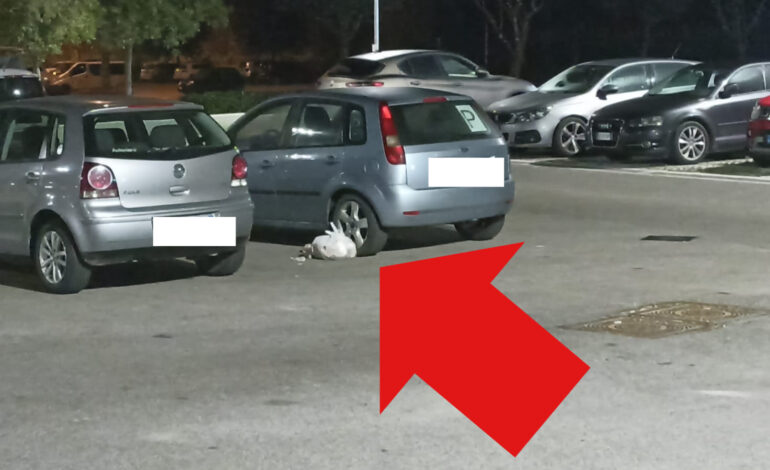 Sacchi di rifiuti abbandonati nel parcheggio dell’ospedale di Pozzuoli – LE FOTO