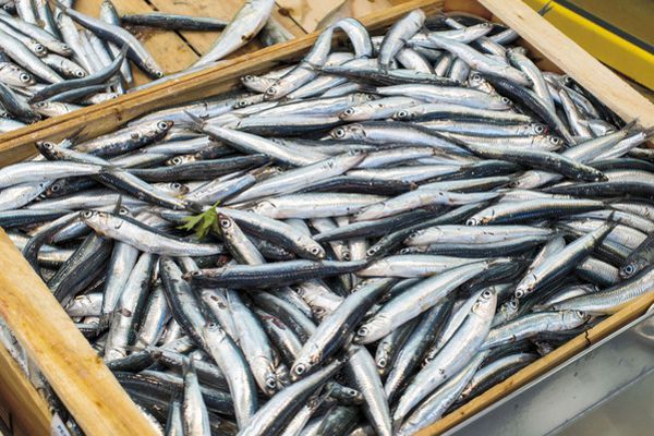 “Azzurro Pozzuoli”: da lunedì il primo festival del pescato è realtà