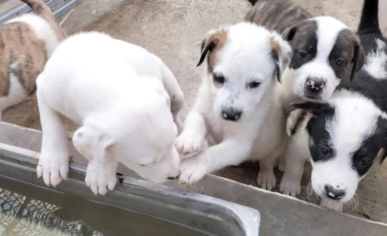 «Aprite le gabbie e adottate» a Pozzuoli evento a sostegno dei cani rinchiusi nei canili
