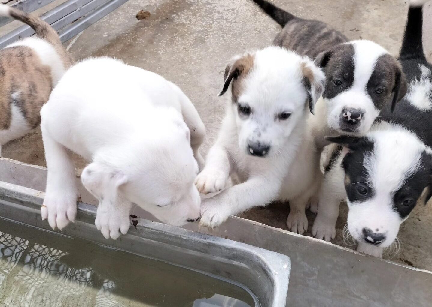 «Aprite le gabbie e adottate» a Pozzuoli evento a sostegno dei cani rinchiusi nei canili