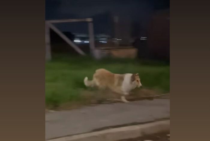 Cane smarrito tra Licola e Varcaturo, l’appello delle padrone «Aiutateci a ritrovare Nara» – LE FOTO