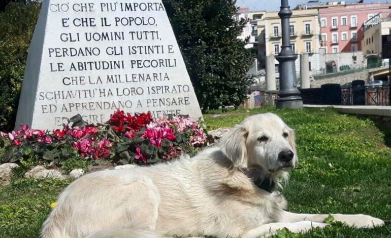 POZZUOLI/ È morto Biondo l’anarchico, cane simbolo della città