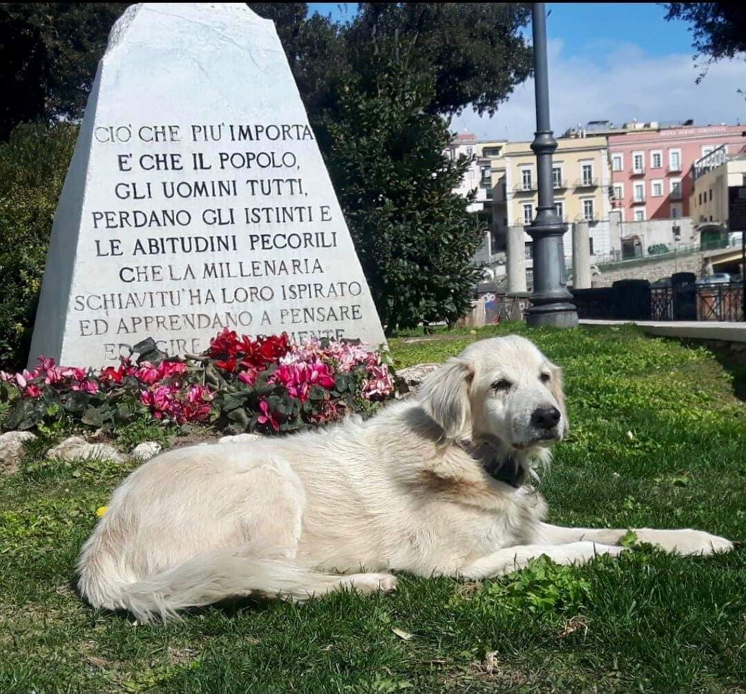 POZZUOLI/ È morto Biondo l’anarchico, cane simbolo della città