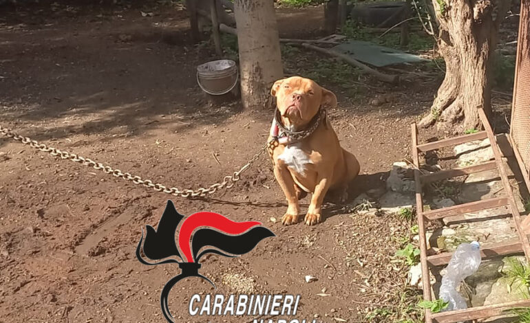 Pitbull legato con una catena tra rifiuti e carcasse di auto: denunciato il proprietario