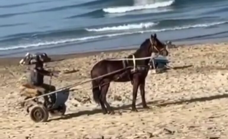 POZZUOLI/ Cavallo maltrattato sulla spiaggia di Licola mare, la denuncia: «Corse clandestine da fermare»