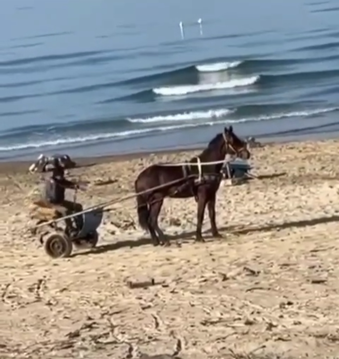 POZZUOLI/ Cavallo maltrattato sulla spiaggia di Licola mare, la denuncia: «Corse clandestine da fermare»