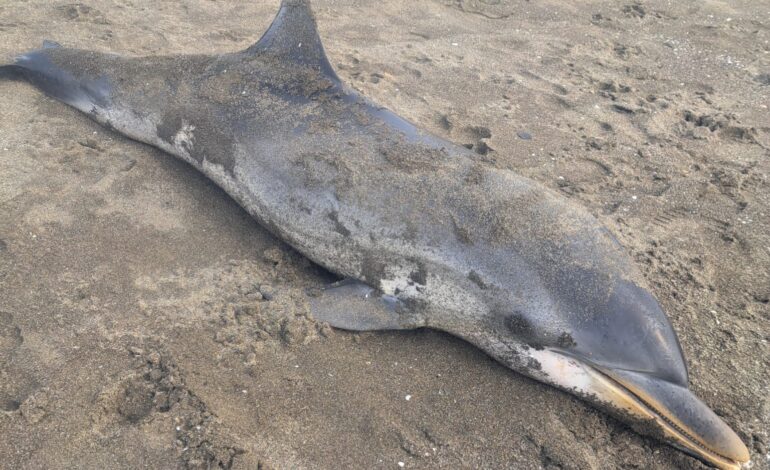 Delfino trovato morto sulla spiaggia di Miseno a Bacoli